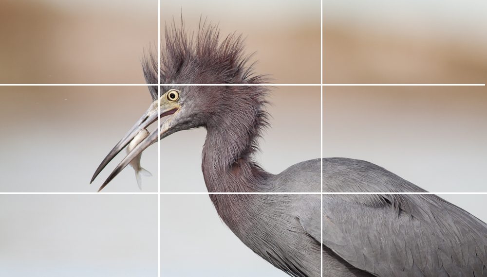 Rule of Thirds - Quy tắc tỷ lệ 1/3 trong quay phim 1 Rule of Thirds – Quy tắc tỷ lệ 1/3 trong quay phim